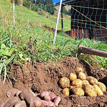 Appartement Haus Oschtna