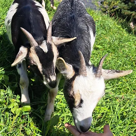 Haus Oschtna Appartement *